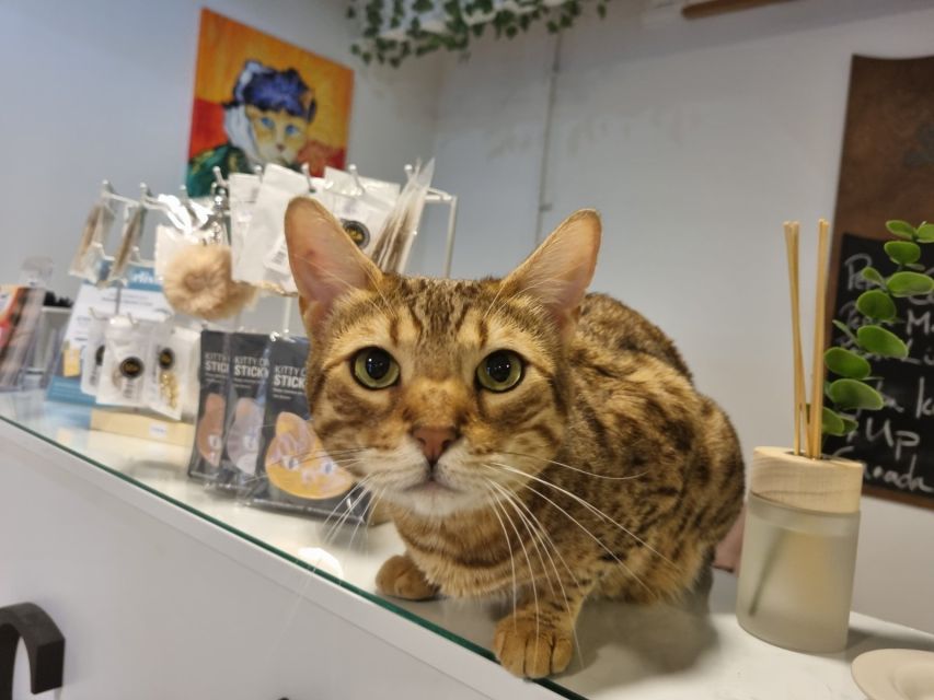 Budapest: Cat Museum Budapest Entry Ticket - Cat Museum Budapest: a smarter cat stop than a typical cat cafe