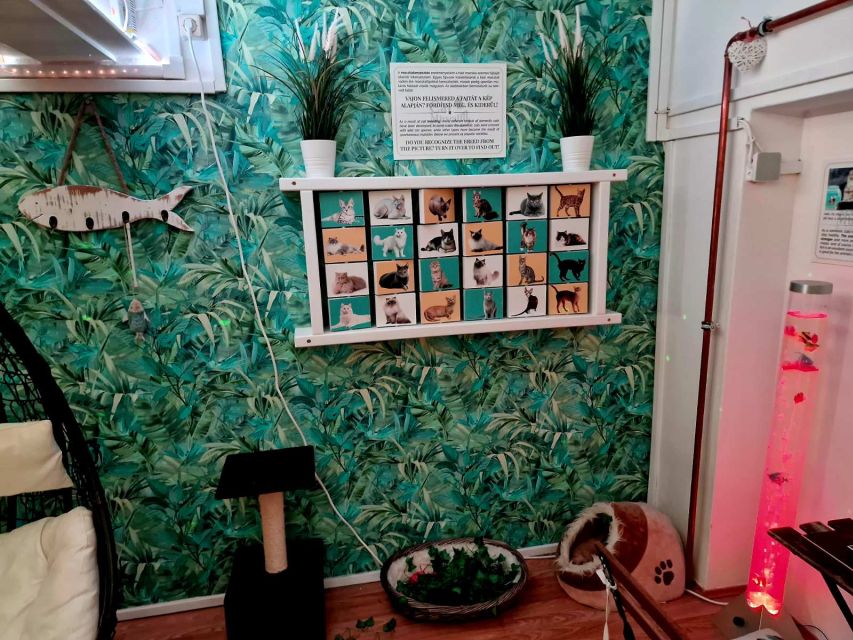 Budapest: Cat Museum Budapest Entry Ticket - Photo walls and selfie setup: instant memories that don’t feel forced