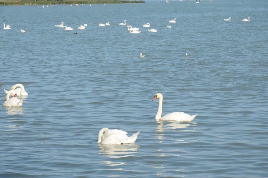 Budapest: Lake Balaton and Herend Full-Day Private Tour - Tihany Abbey: A 950-Year-Old Pause That Feels Meaningful