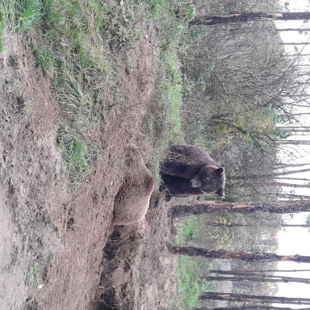 Budapest: Transport & Guided Tour of Bear and Wolf Sanctuary - Who should book this tour, and who might skip it