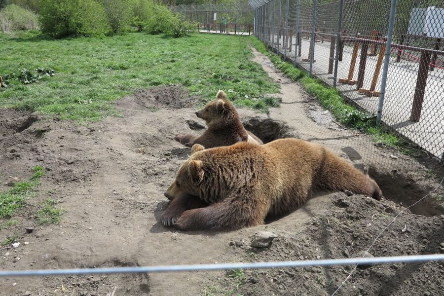 Budapest: Transport & Guided Tour of Bear and Wolf Sanctuary - From Batthyány tér to the sanctuary: the van ride that sets the tone