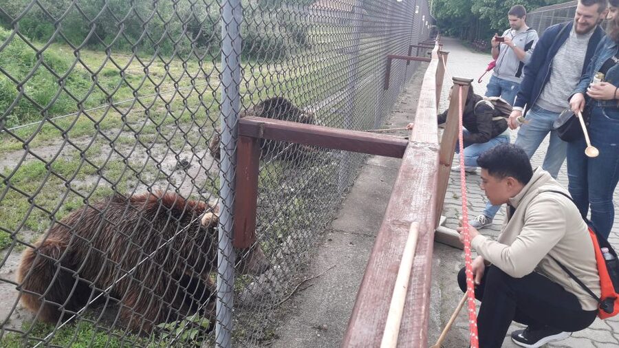 Budapest: Transport & Guided Tour of Bear and Wolf Sanctuary - The fence-and-fruit moment: close views without chaos