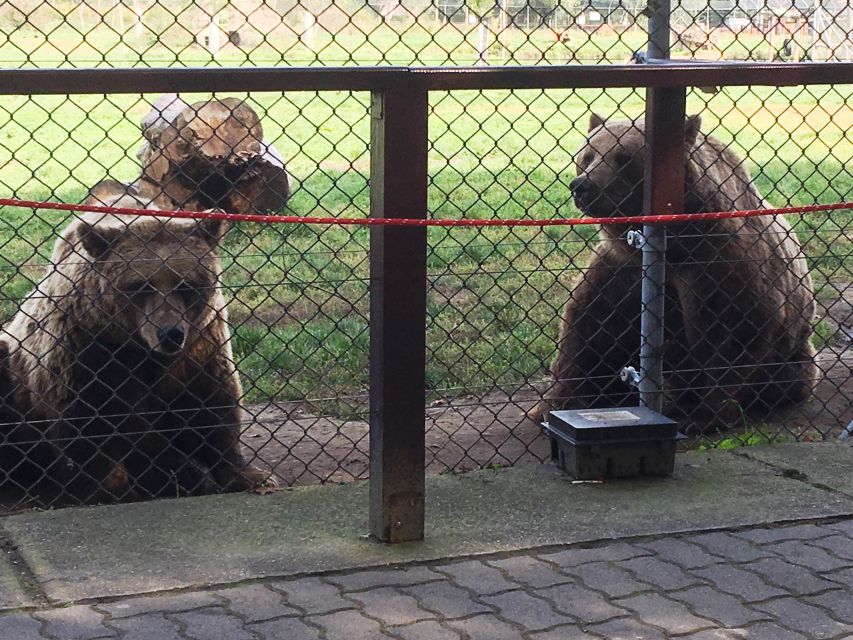 Budapest: Transport & Guided Tour of Bear and Wolf Sanctuary - Walking the enclosure loop: the 1.4 km that makes it feel real