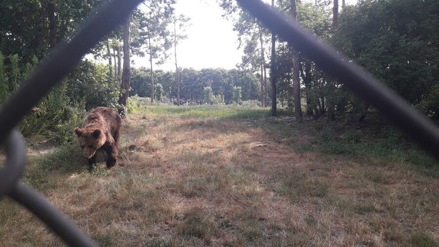 Budapest: Transport & Guided Tour of Bear and Wolf Sanctuary - Wolves and more: what you can realistically expect to see