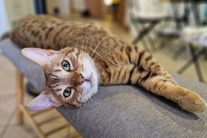 Cat Museum Budapest Entry Ticket - Timing: when the cats are more likely to be awake