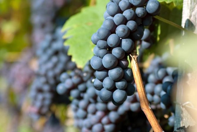 Countryside Half-day Gastro-Wine Tour from Budapest Meal & pickup - The afternoon dinner program: three wineries and more time with the hosts