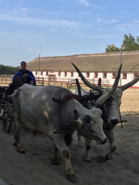 Countryside ranch, horse show & lunch - From Batthyány Square to the Southern Great Plain