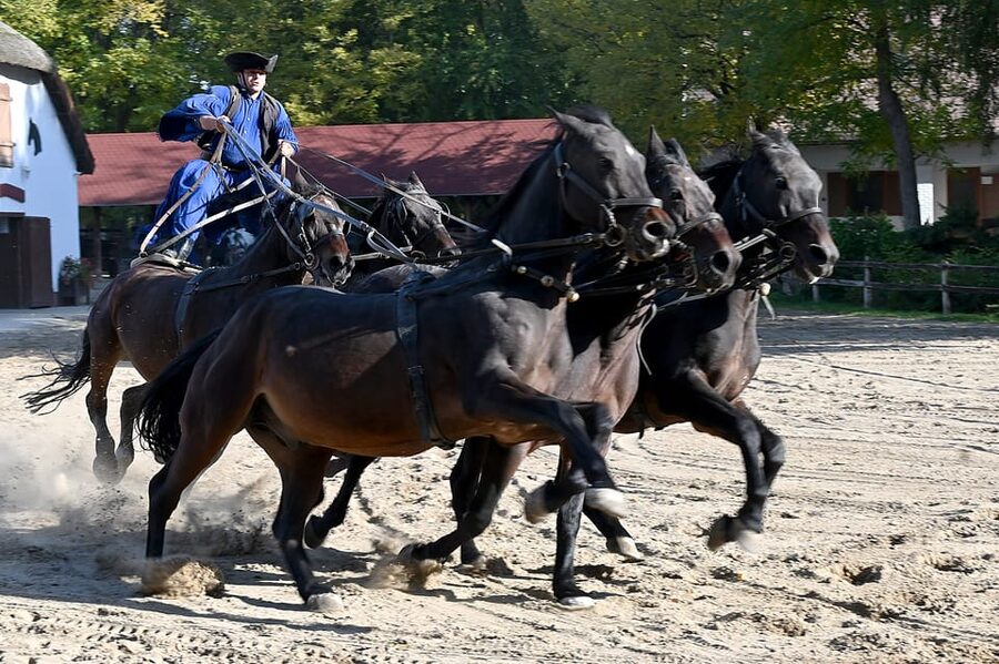 Countryside ranch, horse show & lunch - The horse show: why this is the heart of the day