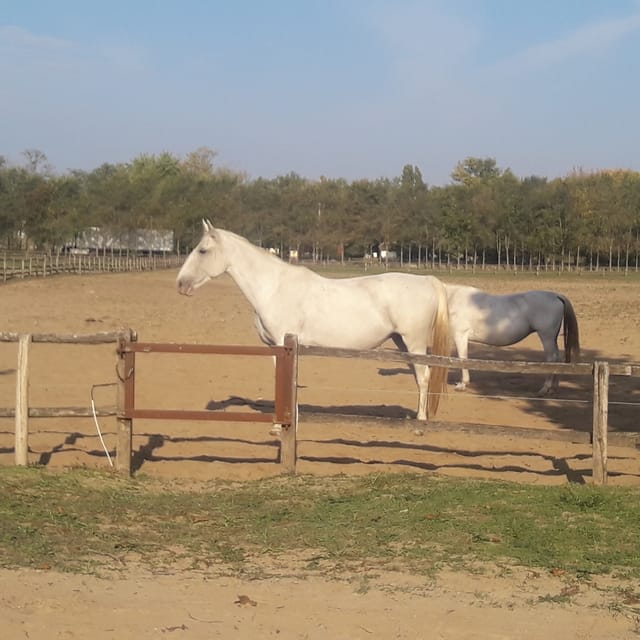 Countryside ranch, horse show & lunch - Lunch in the countryside: goulash, strudel, wine, and palinka