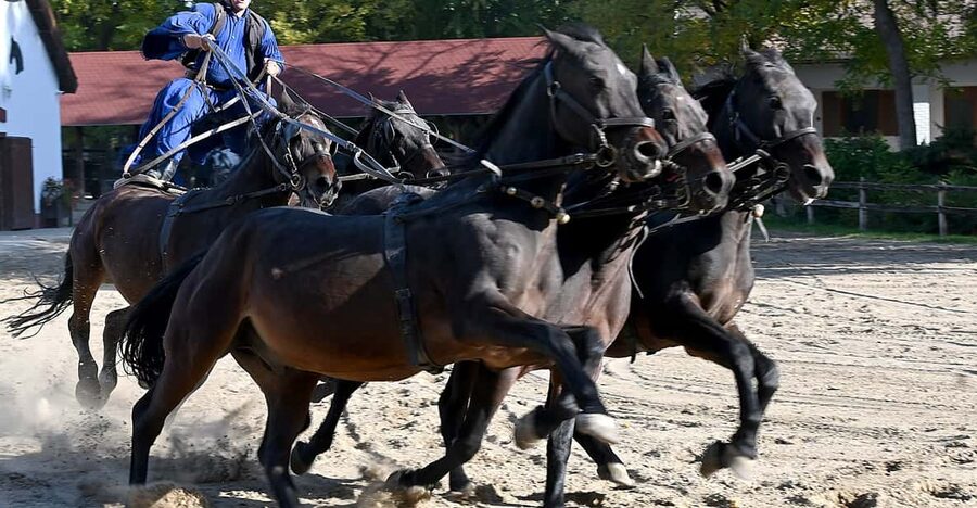 Countryside ranch, horse show & lunch - The ranch arrival: cowboys, stables, and Hungary’s puszta animals