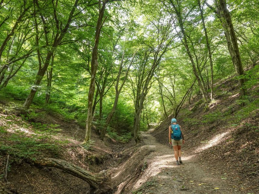 Danube Bend Hiking and Kayaking Adventure - The Beech Tree Forest Hike: 5 Miles of Peace (With One Noticeably Steep Stretch)