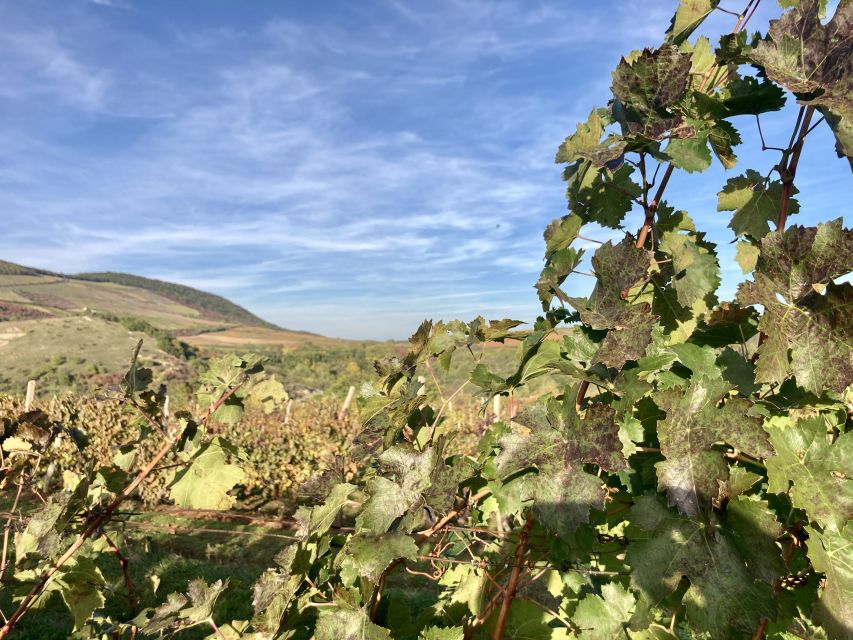 Eger: Countryside, Culture, and Wine Private Tour - Lunch plus free time: how to make your hour count