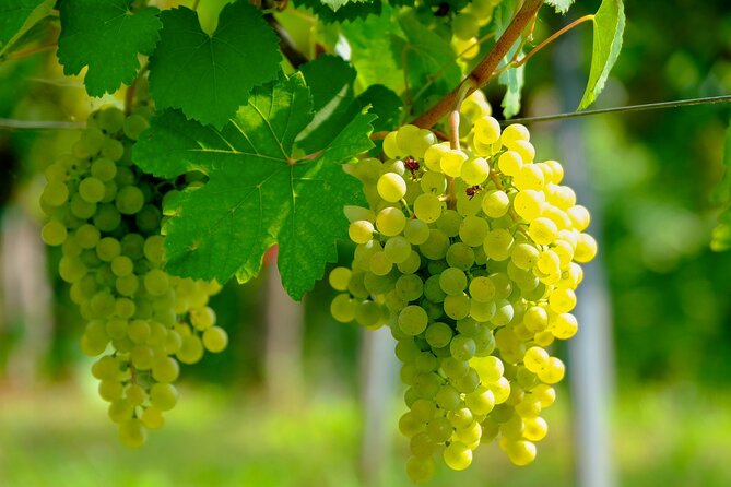 Etyek Private Half-Day Wine Tasting Tour from Budapest - Why Etyek Works for a Half Day: Fejér County Whites and Sparkling Options