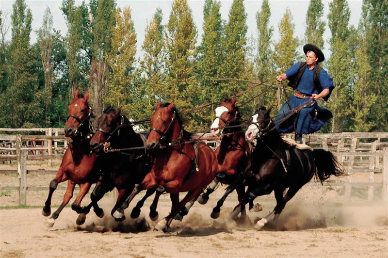 From Budapest: Full-Day Puszta Tour with Lunch and Show - Lajosmizse horse ranch: pálinka, stables, and carriage time