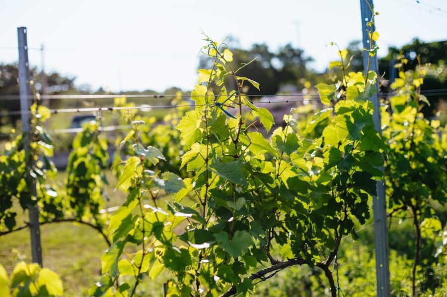 From Budapest: Half-Day Countryside Wine Tour with Meal - Value check: is $96 actually fair here?