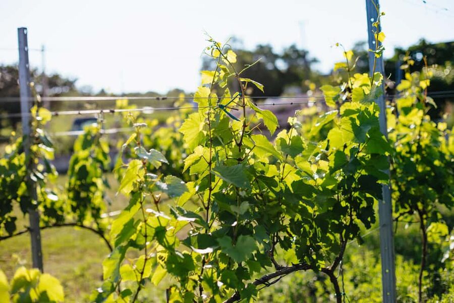 From Budapest: Half-Day Countryside Wine Tour with Meal - How the guide turns tastings into learning