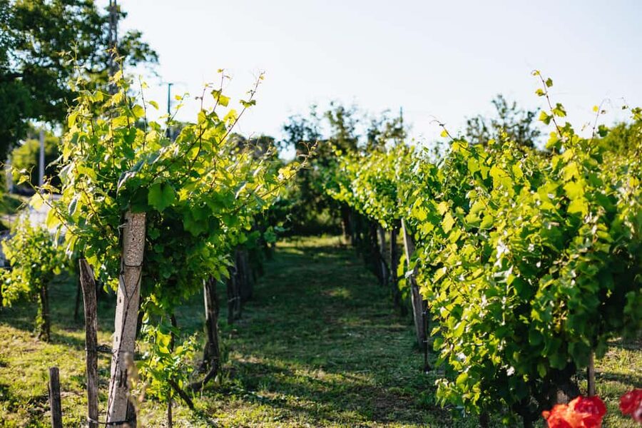 From Budapest: Half-Day Countryside Wine Tour with Meal - Wine shopping: what to do with the bottles you like