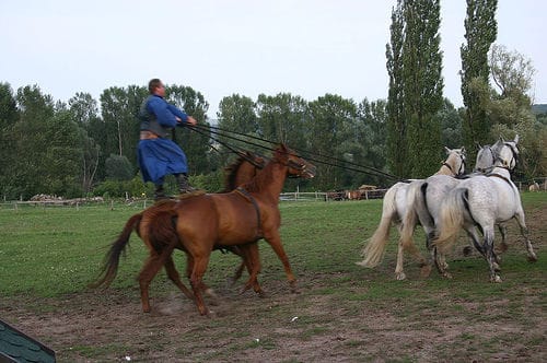 From Budapest: Puszta Horse Show and Countryside Visit - Key Points to Know Before You Go