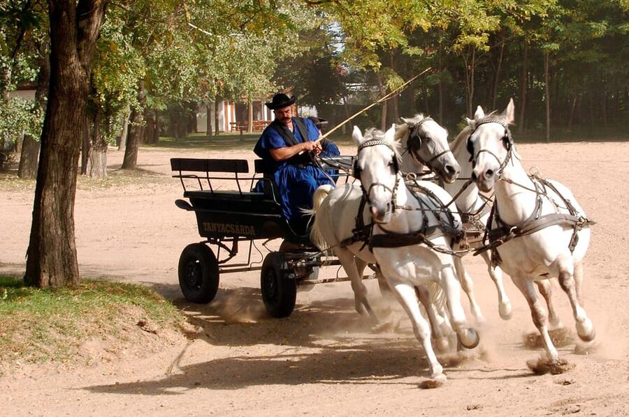 From Budapest: Puszta Horse Show and Countryside Visit - The Horse Show: Skills, Timing, and Real Discipline