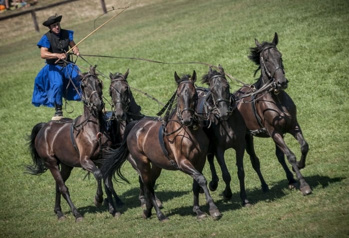 From Budapest: Puszta Horse Show and Countryside Visit - A Practical Escape From Budapest to the Hungarian Plains