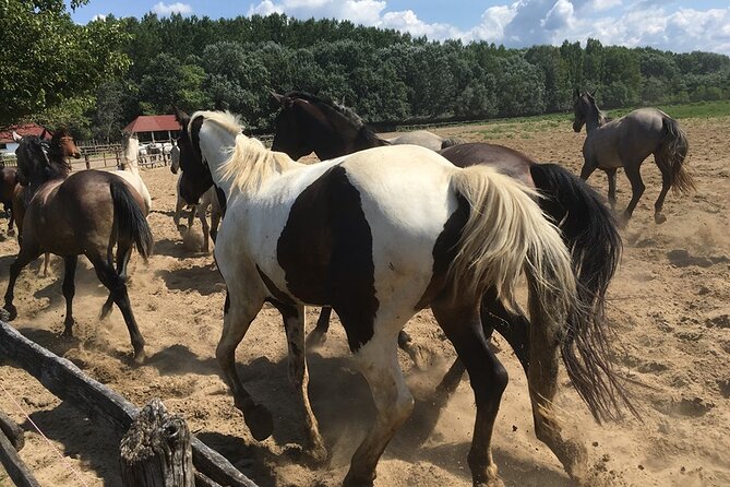 Horseshow on the Hungarian Puszta, private tour from Budapest with entry! - Who this tour fits best (and who might prefer something else)