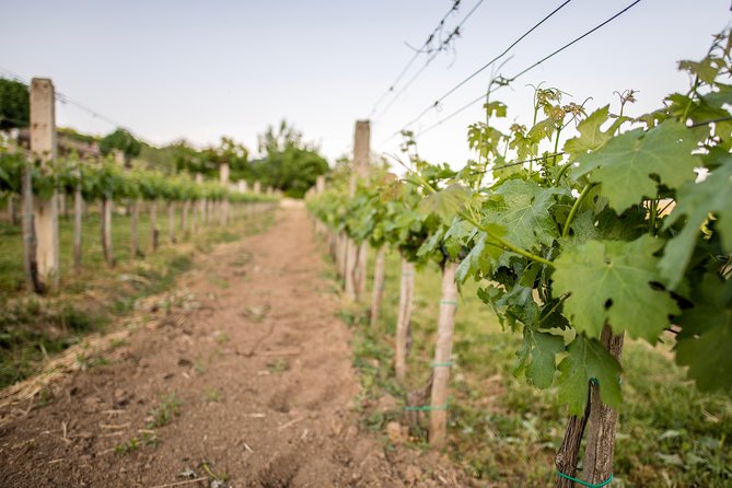 Lake Balaton Full Day Private Wine Tour - Balatonfüred and the Tagore Promenade: spa-town strolling made easy