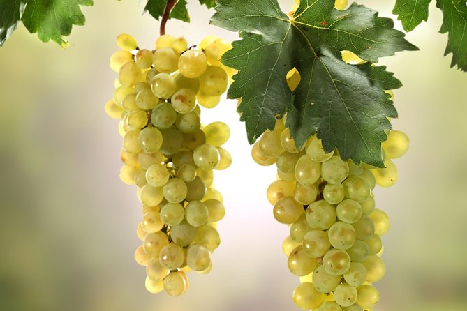 Private Lake Balaton Experience with an unforgettable Wine Tasting - Winery visits at least twice: why multiple stops beat one production