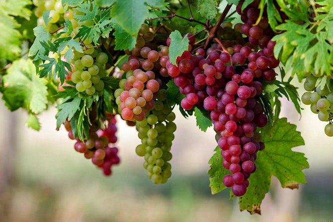 Private Lake Balaton Experience with an unforgettable Wine Tasting - Price and value: what $372.34 buys you here