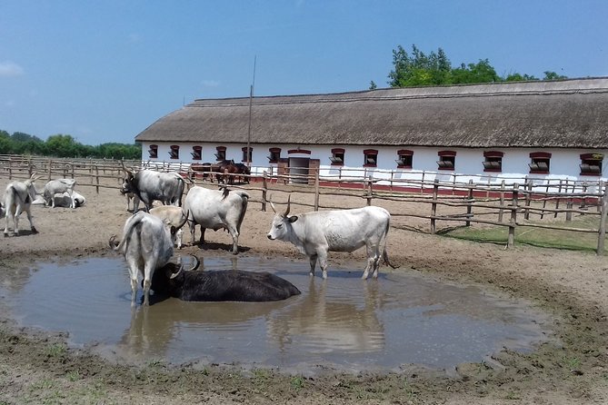 The "Puszta" Horse Show - The lunch break: traditional Hungarian food and included drinks